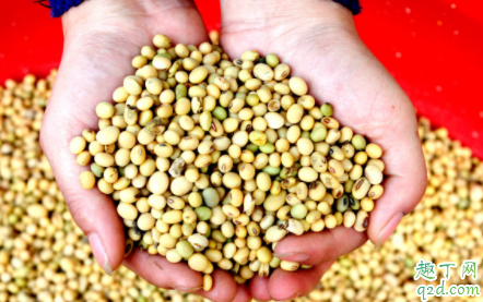 大豆荚不实怎么施肥 怎么播种避免大豆荚不实