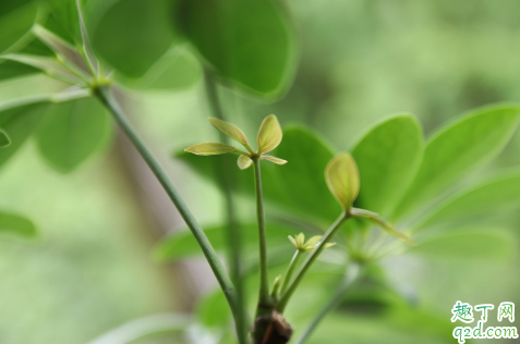 七叶莲好养活吗 七叶莲怎么样才能长得旺盛