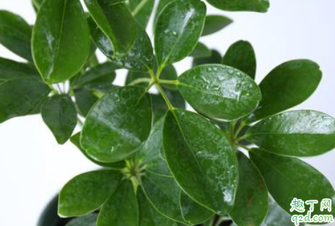 七叶莲好养活吗 七叶莲怎么样才能长得旺盛