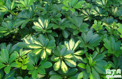 七叶莲好养活吗 七叶莲怎么样才能长得旺盛