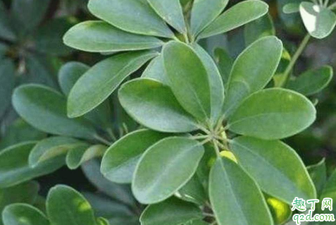 七叶莲好养活吗 七叶莲怎么样才能长得旺盛