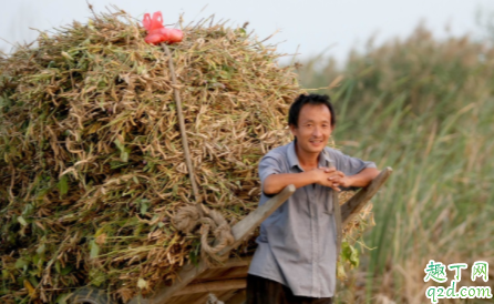 种大豆土壤板结怎么办 大豆适合干旱土壤吗