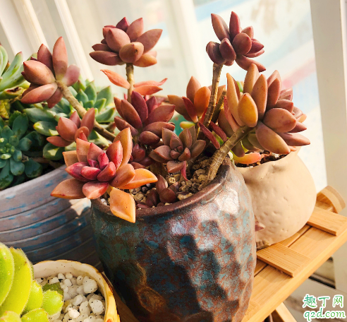 零上3度多肉还可以露养吗 多肉冬天几度不能露养