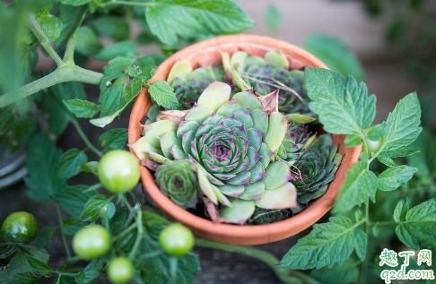 零上3度多肉还可以露养吗 多肉冬天几度不能露养