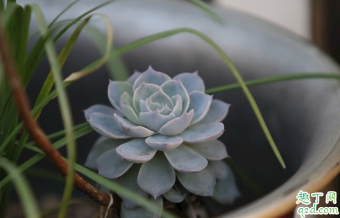 零上3度多肉还可以露养吗 多肉冬天几度不能露养