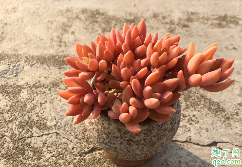 零上3度多肉还可以露养吗 多肉冬天几度不能露养