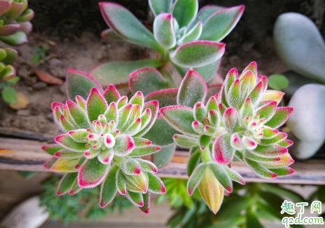 多肉怕不怕打霜 多肉露养下霜怎么办