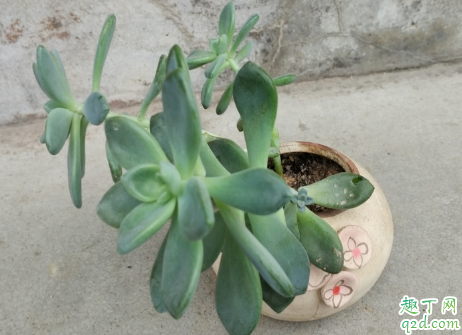 多肉怕不怕打霜 多肉露养下霜怎么办