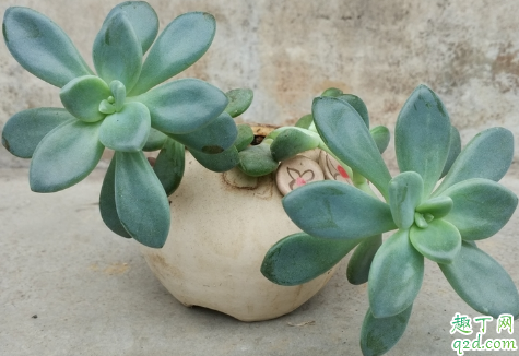 多肉怕不怕打霜 多肉露养下霜怎么办