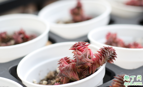 多肉怕不怕打霜 多肉露养下霜怎么办