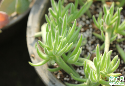 多肉植物九尾狐好养活吗 多肉九尾狐怎么养长得旺盛