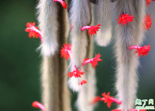 多肉植物九尾狐好养活吗 多肉九尾狐怎么养长得旺盛