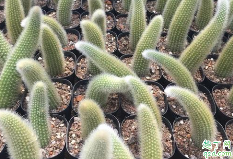 多肉植物九尾狐好养活吗 多肉九尾狐怎么养长得旺盛