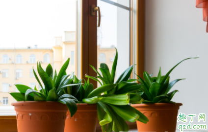 虎皮兰根弄断了还能种活吗 虎皮兰根断了怎么再生根