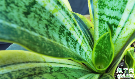 虎皮兰根弄断了还能种活吗 虎皮兰根断了怎么再生根