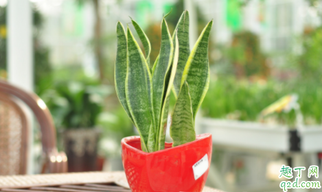 虎皮兰根弄断了还能种活吗 虎皮兰根断了怎么再生根