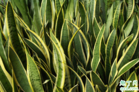 虎皮兰根弄断了还能种活吗 虎皮兰根断了怎么再生根