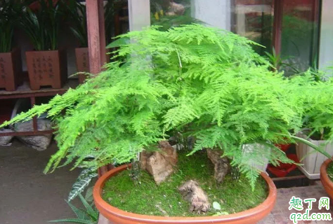 云竹干尖枯叶是啥原因 云竹干尖枯叶怎么办