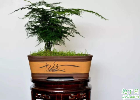 云竹干尖枯叶是啥原因 云竹干尖枯叶怎么办