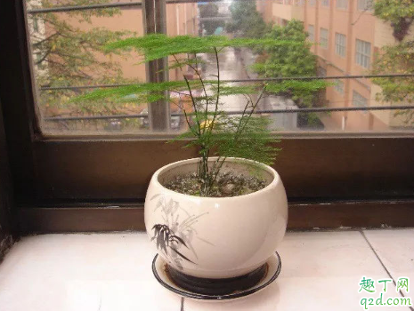 云竹干尖枯叶是啥原因 云竹干尖枯叶怎么办