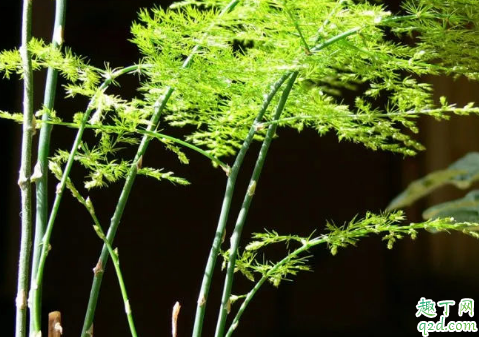 云竹干尖枯叶是啥原因 云竹干尖枯叶怎么办