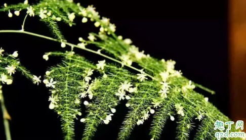 云竹和文竹是一种植物吗 云竹和文竹的差别在哪