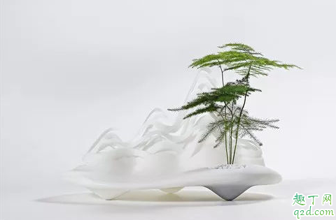 云竹和文竹是一种植物吗 云竹和文竹的差别在哪