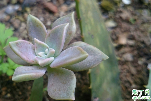 胧月休眠时要浇水吗 胧月浇水浇多了怎么办