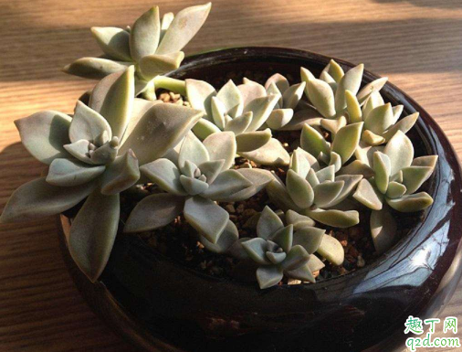 胧月休眠时要浇水吗 胧月浇水浇多了怎么办