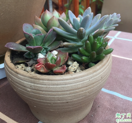 胧月休眠时要浇水吗 胧月浇水浇多了怎么办