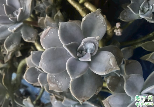 胧月休眠时要浇水吗 胧月浇水浇多了怎么办