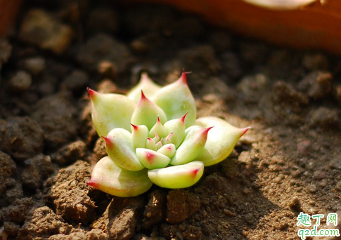 多肉老桩上盆要修根吗 多肉老桩如何换盆