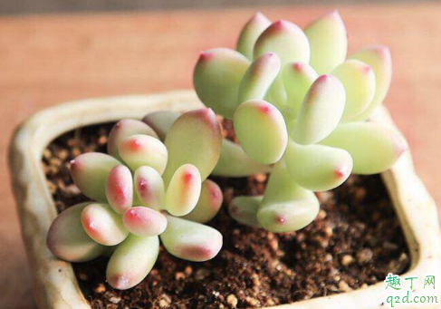 多肉老桩上盆要修根吗 多肉老桩如何换盆