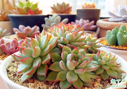 多肉老桩上盆要修根吗 多肉老桩如何换盆