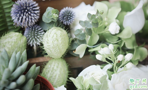 多肉老桩上盆要修根吗 多肉老桩如何换盆