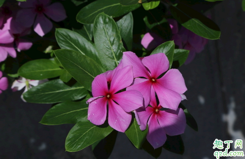 长春花为啥老烂根 长春花烂跟怎么处理能救活