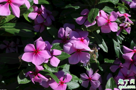 长春花为啥老烂根 长春花烂跟怎么处理能救活