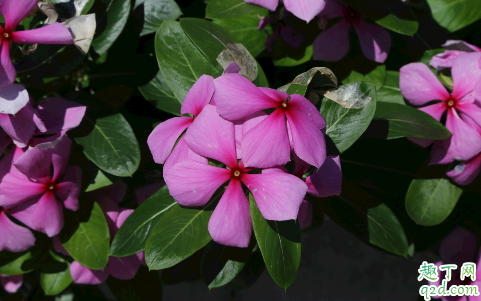 长春花为啥老烂根 长春花烂跟怎么处理能救活