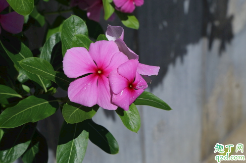 长春花为啥老烂根 长春花烂跟怎么处理能救活