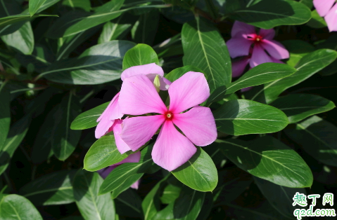 长春花冬天放阳台可以开花吗 长春花过冬需要注意哪些问题