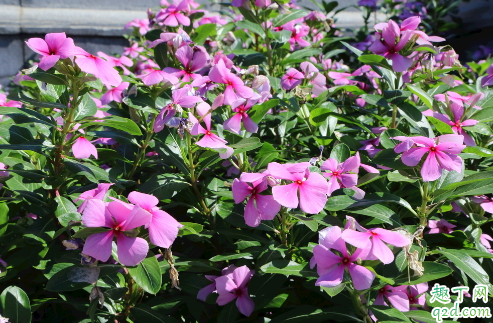 长春花冬天放阳台可以开花吗 长春花过冬需要注意哪些问题