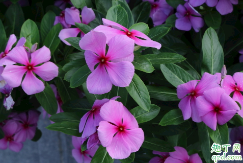 长春花冬天放阳台可以开花吗 长春花过冬需要注意哪些问题