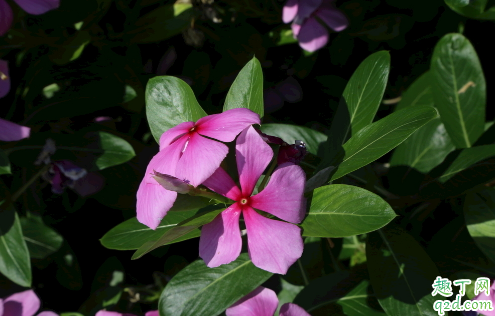 长春花冬天放阳台可以开花吗 长春花过冬需要注意哪些问题