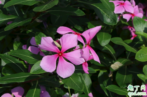 长春花夏天可以剪枝吗 长春花剪枝注意事项有什么
