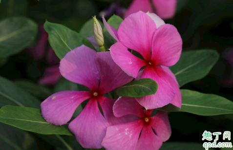 长春花夏天可以剪枝吗 长春花剪枝注意事项有什么