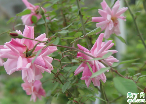 长春花夏天可以剪枝吗 长春花剪枝注意事项有什么