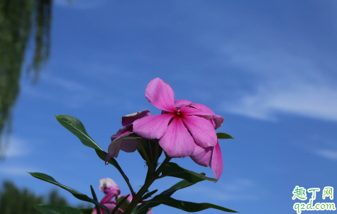 长春花夏天可以剪枝吗 长春花剪枝注意事项有什么