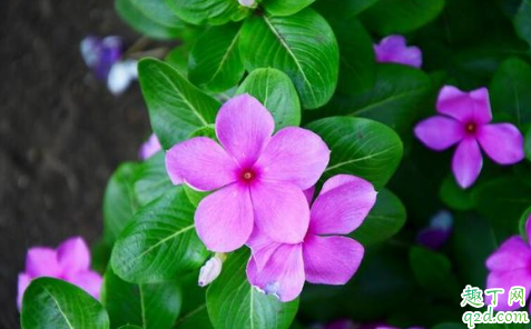 长春花花谢后需要修剪吗 长春花怎么修剪长得旺盛