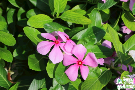 长春花花谢后需要修剪吗 长春花怎么修剪长得旺盛