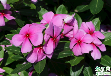 长春花花谢后需要修剪吗 长春花怎么修剪长得旺盛